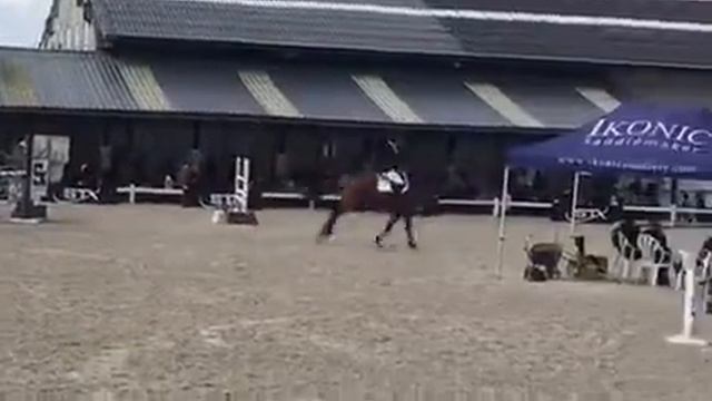 Lotus van d'Abelendreef (Eldorado vd Zeshoek x Heartbreaker) смотреть онлайн