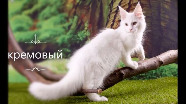 окрасы мейкунов Средний смотреть онлайн