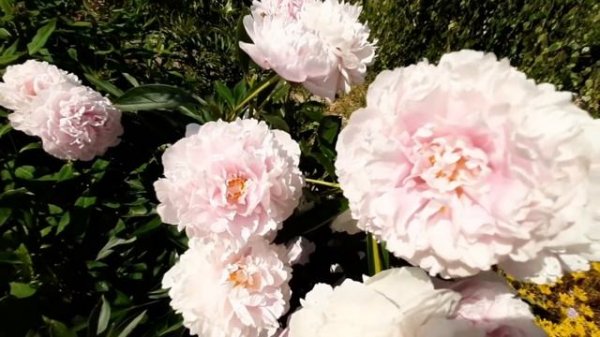 Пион ВИВИД РОУЗ / Paeonia VIVID ROSE - ОБЗОР, ОПИСАНИЕ, ЦВЕТЕНИЕ, ОТЗЫВ