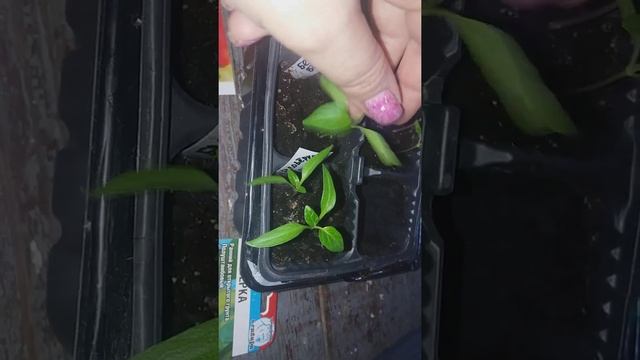 Перец "Белозёрка ". Сравнение рассады полученной из разных пакетиков . смотреть онлайн