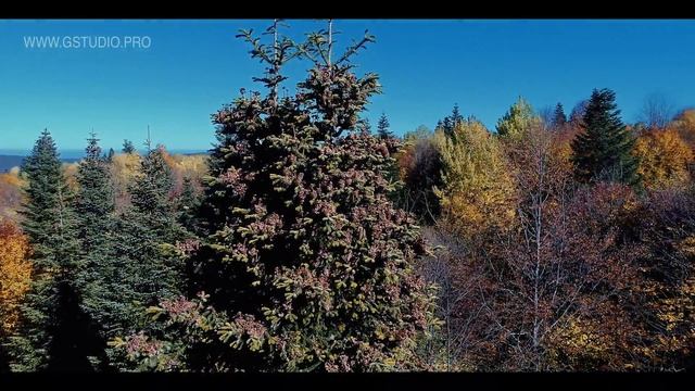 Apsheronsk Waldfee. Пихта Нордмана смотреть онлайн