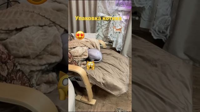 Упаковка котика Дарси смотреть онлайн