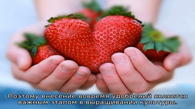 Мочевина для клубники