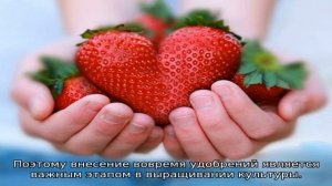 Мочевина для клубники