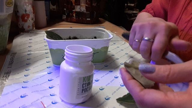 Как размножать глоксинию листьями смотреть онлайн