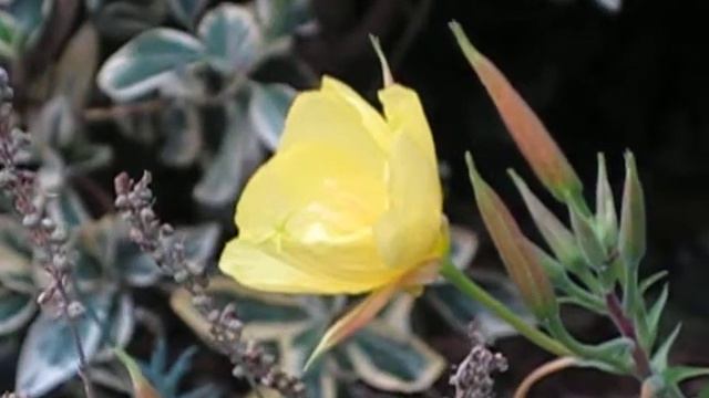 Evening Primrose flower opening смотреть онлайн