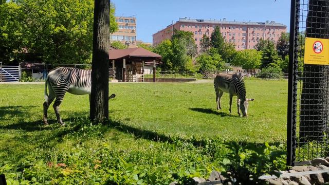 Зебры смотреть онлайн