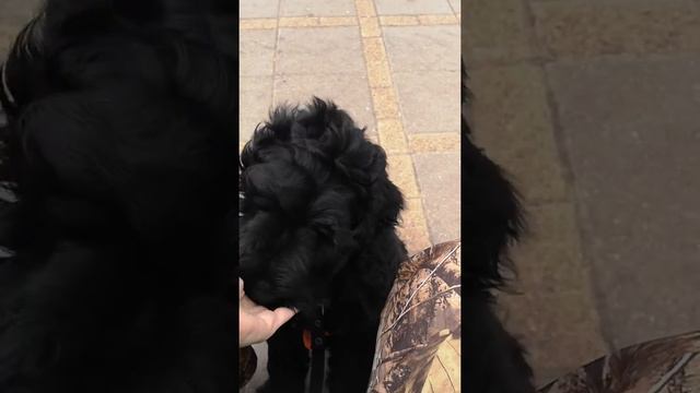 Контроль внимания смотреть онлайн