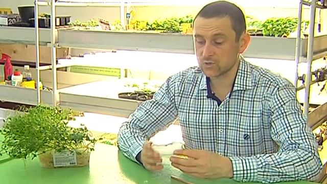 Зелёный участок. Микрозелень в домашних условиях смотреть онлайн