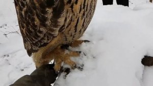 Совиные перьевые уши и что обозначает их положение.