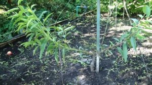 Персики на Урале. Сентябрь.