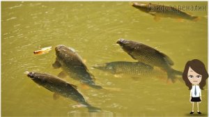 Особенности ловли карпа осенью! Куда смещается карп осенью? Что делает карп осенью?