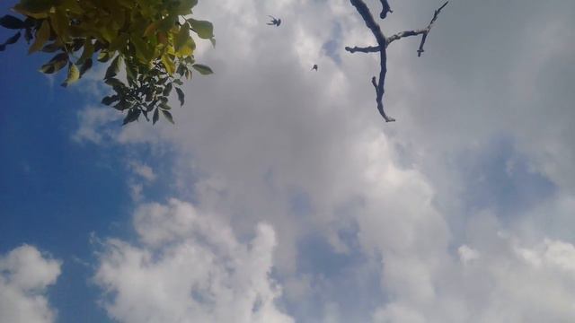 Черные голубки.Голуби бакинские ст.Отрадная. смотреть онлайн