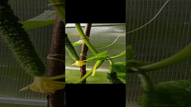 Китайский огурец