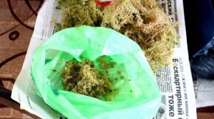 Сфагнум как компонент грунта для комнатных цветов: подготовка и использование