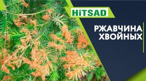 Ржавчина на хвойных ✔️ Что делать Лучшие препараты