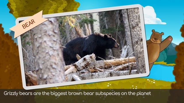 Yellowstone National Park Wildlife - Learning Ecosystems For Kids