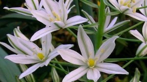 Птицемлечник — посадка и уход в открытом грунте