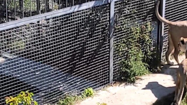 Тайган сегодня. Прогулка. Обзор??? Taigan Lion Park | Vlog | Crimea