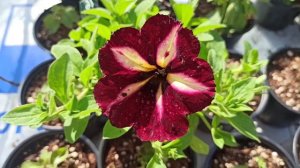 Вирус на петунии.