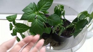 СКРУЧИВАЮТСЯ ЛИСТЬЯ НА РАССАДЕ. Что делать?