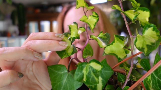 June Plant Haul | Houseplants I Got In June