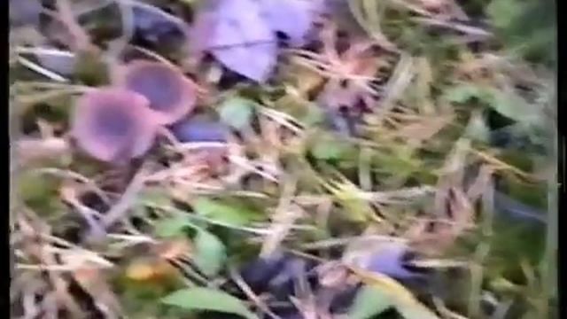 Грибы рядовки фиолетовые. Лиловые грибы, необыкновенные. Смоленск смотреть онлайн