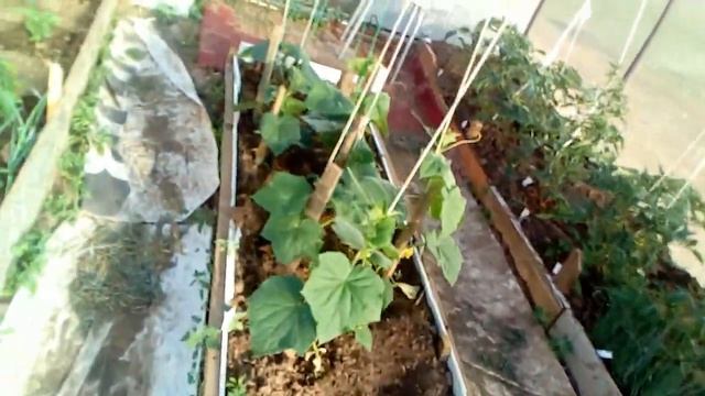 Любовь даёт плоды Кормим бананами Яблоня отомстила смотреть онлайн