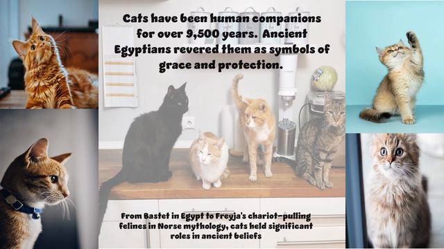 #unravel #cats #history смотреть онлайн