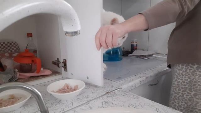 Кошка плохо пьет воду? Я делаю так: смотреть онлайн