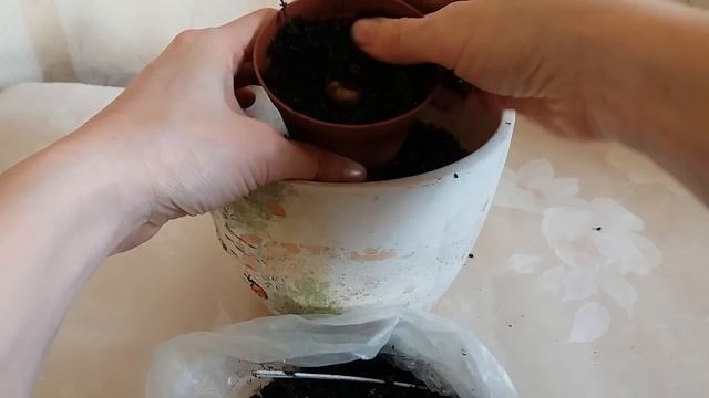 Глоксиния из клубня. Как посадить глоксинию клубнем смотреть онлайн