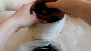 Глоксиния из клубня. Как посадить глоксинию клубнем