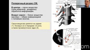 Строение и функции мозга.Дубынин В.А.