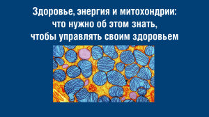 Здоровье энергия и митохондрии ч1
