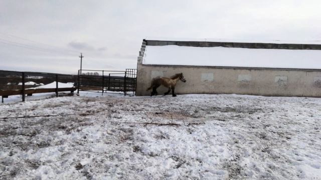 Жеребец першерон Дерка де ля Меул смотреть онлайн
