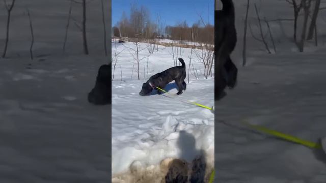 Бери от жизни всё! Кайфуй каждый день!!! Маруся. Алабай. САО. смотреть онлайн