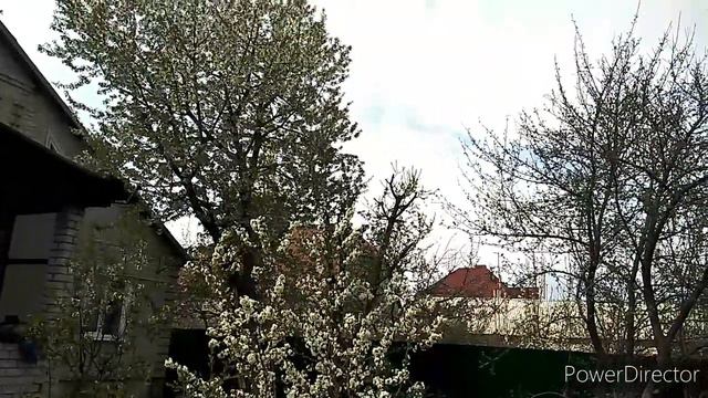После дождичка в четверг.... Один раз в год сады цветут!!! смотреть онлайн