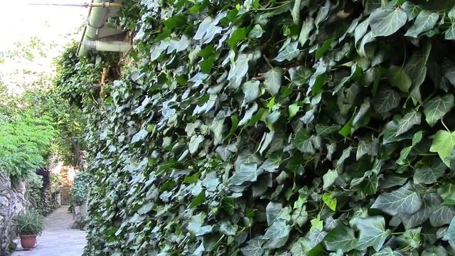 Вьющиеся растения. Плющ в фитодизайне. Варианты оформления. смотреть онлайн