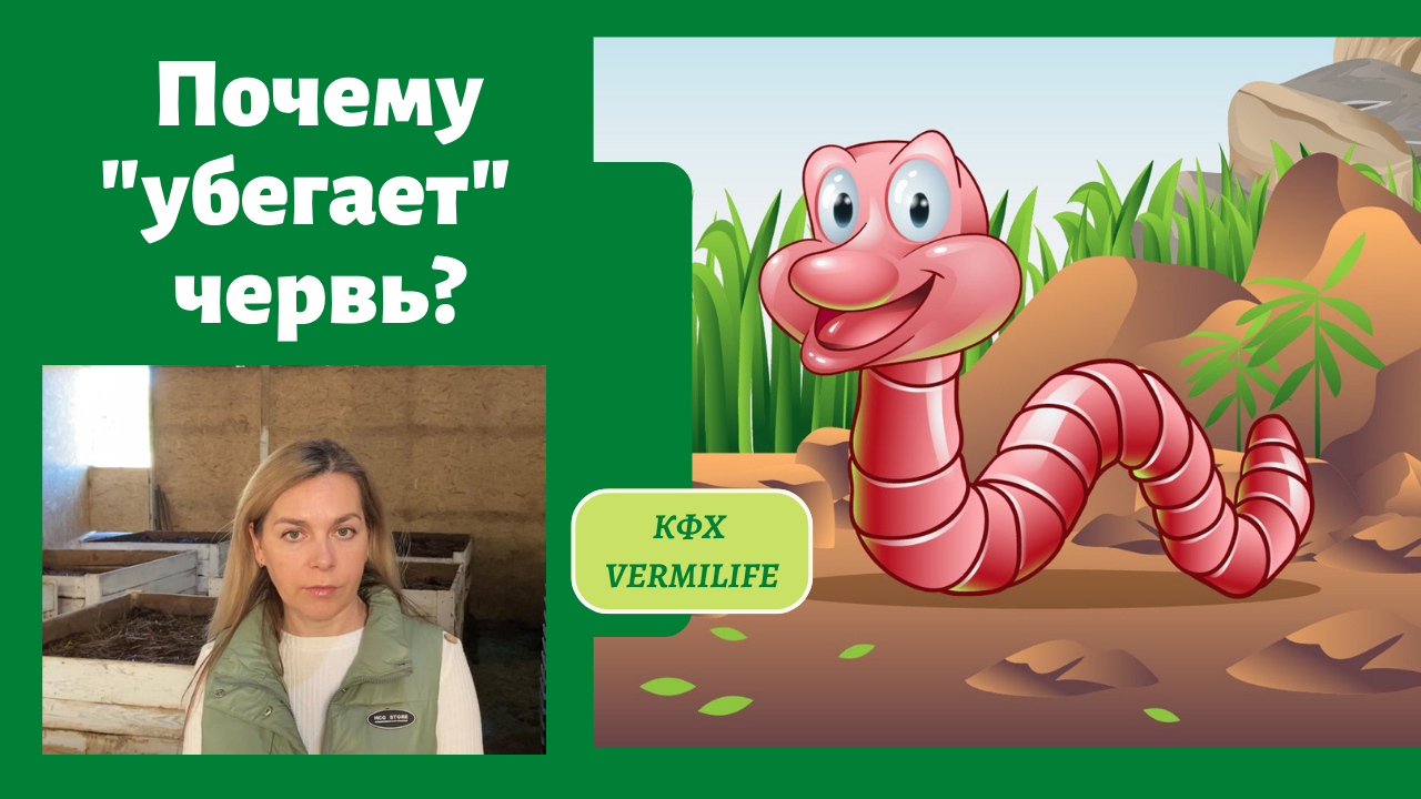 Почему червь убегает из буртов. Разведение червей. Бизнес на червях. смотреть онлайн