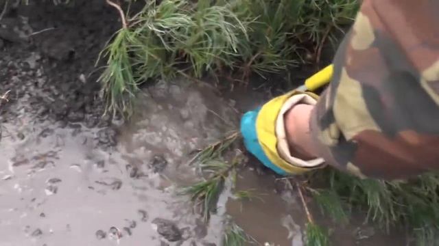 Подготовка к пересадке Кедров 21 12 2020 смотреть онлайн