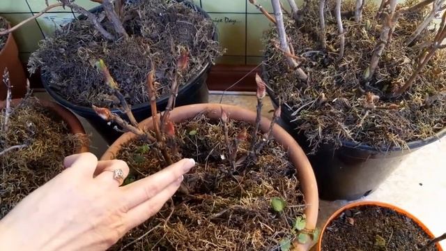 ГОРТЕНЗИЯ КРУПНОЛИСТНАЯ. Уход после зимовки. смотреть онлайн