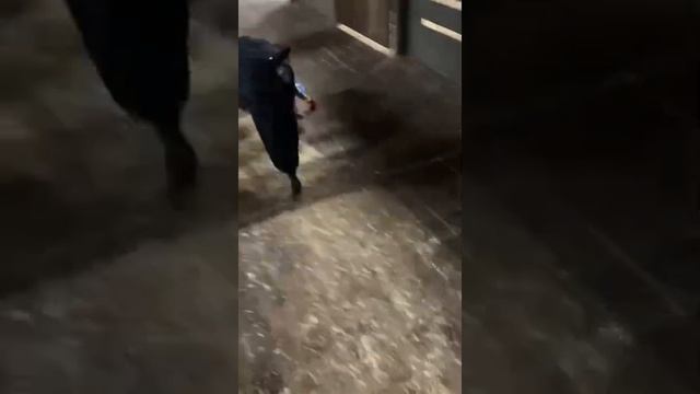 Кто такой КОНЬ В ПАЛЬТО смотреть онлайн