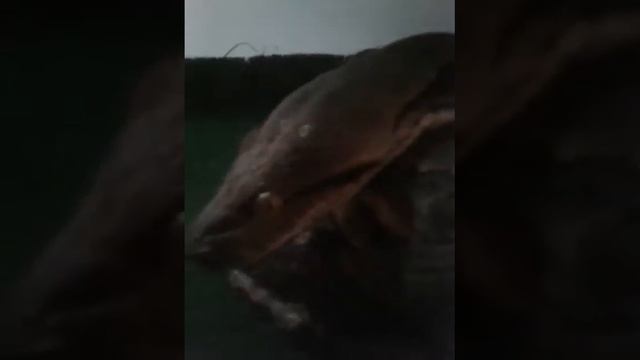 зоопарк в ала буке смотреть онлайн