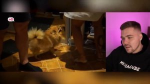 КУРИНЫЙ ОБМЕН - НЕМНОЖКО РАЗВЕДЕНЫ