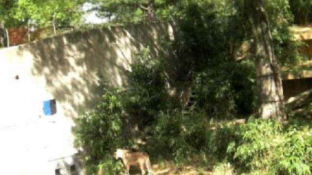 вашингтон зоо 009 смотреть онлайн