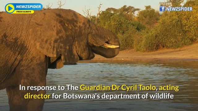 More than 350 elephants drop dead in mysterious mass 'die off' clustered around water holes смотреть онлайн