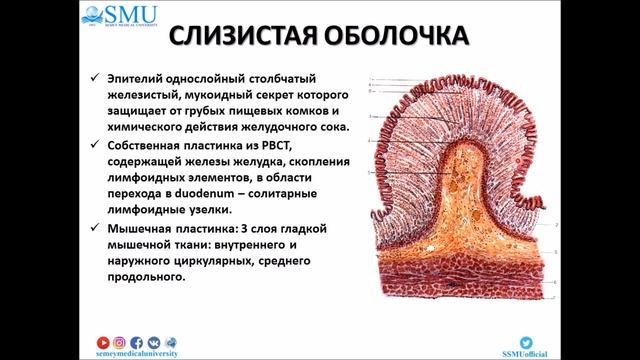 Гистология пищевода и желудка смотреть онлайн
