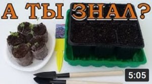 ГЕЛИОТРОП: посев и выращивание???