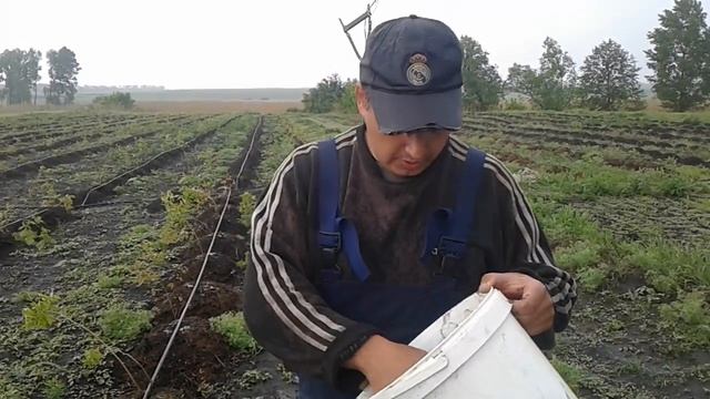 Подкормка голубики карбамидом смотреть онлайн