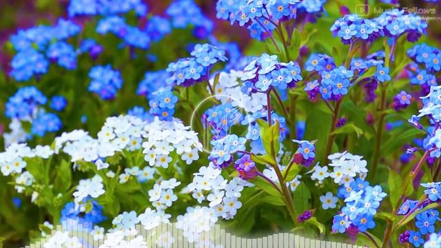 Beautiful SPRING MUSIC ? Happy Piano Music [NO COPYRIGHT MUSIC] смотреть онлайн